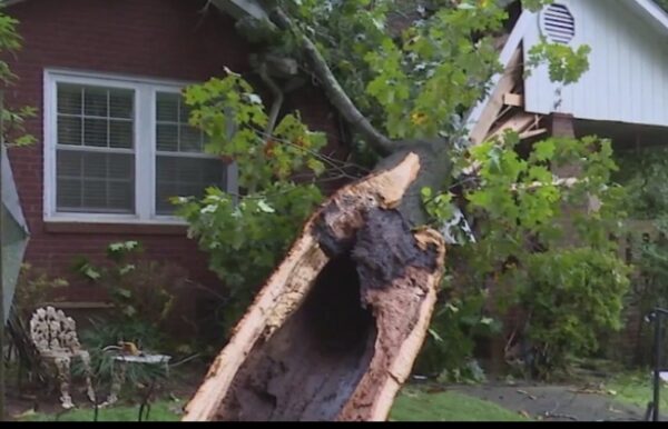 Tree falls on house with man inside