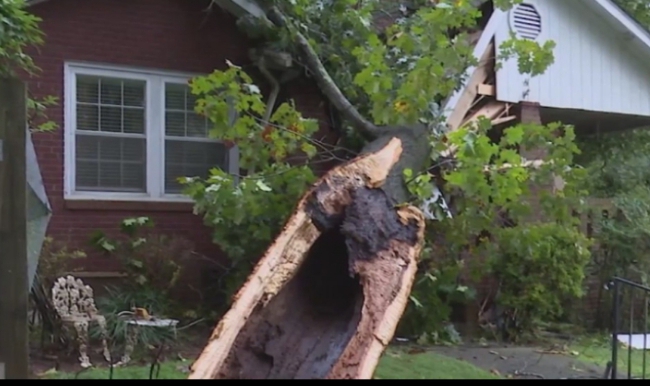 Tree falls on house with man inside