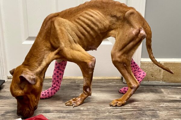 NC Man Charged with Starving Dog to Death