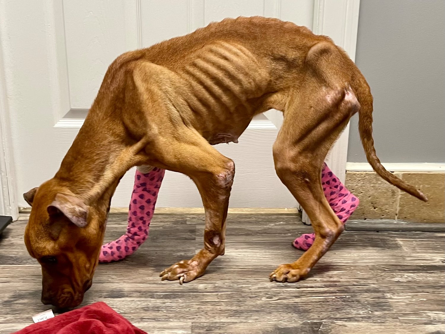 NC Man Charged with Starving Dog to Death